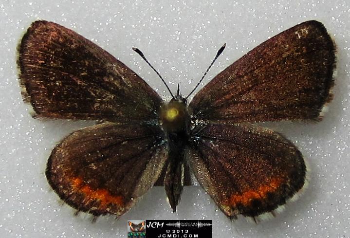 Philotes battoides bernardino (Bernardino Blue butterfly) image